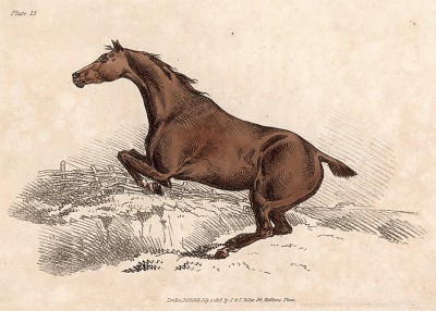 Лошадь в прыжке. Из альбома литографий Генри Алкена The Beauties and Defects in the Figure of the Horse, л.15. Лондон, 1816