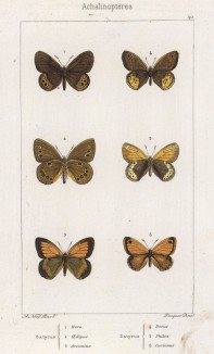 Бабочки рода Satyrus (бархатницы, или сатириды) Hero (1), Aedipus (2), Arcanius (3), Dorus (4), Philea(5), Corinnus (6) (лат.) (лист 40)