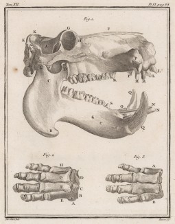 Череп и кости несимпатичного животного (лист VI иллюстраций к двенадцатому тому знаменитой "Естественной истории" графа де Бюффона, изданному в Париже в 1764 году)