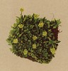 Камнеломка кавказская (Saxifraga Seguieri (лат.)). Образец альпийского дёрна (из Atlas der Alpenflora. Дрезден. 1897 год. Том II. Лист 185)