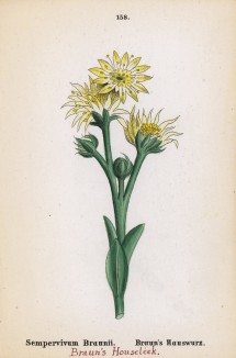 Молодило Брауна (Sempervivum Braunii (лат.)) (лист 158 известной работы Йозефа Карла Вебера "Растения Альп", изданной в Мюнхене в 1872 году)