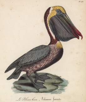 Пеликан (лист из альбома литографий "Галерея птиц... королевского сада", изданного в Париже в 1825 году)