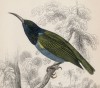 Оливобрюхая нектарница (Cinnyris chloronotus (лат.)) (лист 16 тома XXIII "Библиотеки натуралиста" Вильяма Жардина, изданного в Эдинбурге в 1843 году)