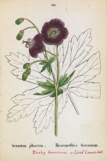 Герань тёмная (Geranium phaeum (лат.)) (лист 103 известной работы Йозефа Карла Вебера "Растения Альп", изданной в Мюнхене в 1872 году)