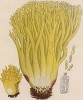 Рогатик жёлтый, Clavaria flava Schaeff. (лат.). Дж.Бресадола, Funghi mangerecci e velenosi, т.II, л.195. Тренто, 1933