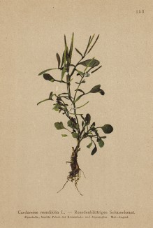 Сердечник Регеля (из Atlas der Alpenflora. Дрезден. 1897 год. Том II. Лист 152)