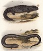 Саламандры Salamandrops gigantus и Muracnopsis tridactula (лат.) (из Naturgeschichte der Amphibien in ihren Sämmtlichen hauptformen. Вена. 1864 год)