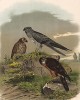 Луговые луни в 1/3 натуральной величины (лист XI красивой работы Оскара фон Ризенталя "Хищные птицы Германии...", изданной в Касселе в 1894 году)