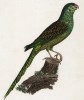 Зелёный пёстрый попугайчик (лист 32 иллюстраций к первому тому Histoire naturelle des perroquets Франсуа Левальяна. Изображения попугаев из этой работы считаются одними из красивейших в истории. Париж. 1801 год)
