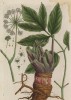 Дягиль лекарственный (дудник) - (Angelica archangelica (лат.)). В народной медицине применяется для удаления ядов из крови (лист 496 "Гербария" Элизабет Блеквелл, изданного в Нюрнберге в 1760 году)