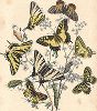 Бабочки семейства парусников (кавалеров): махаон, алексанор, подалирий и др. "Книга бабочек" Фридриха Берге, Штутгарт, 1870. 