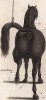 Места на теле лошади, которые необходимо регулярно осматривать на наличие поражений и заболеваний. Часть 6. Лондон, 1758