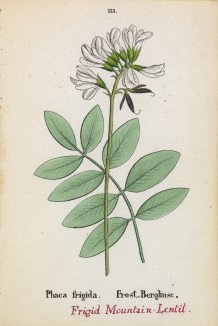 Астрагал холодный (Phaca frigida (лат.)) (лист 113 известной работы Йозефа Карла Вебера "Растения Альп", изданной в Мюнхене в 1872 году)