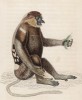 Обыкновенный носач, или кахау (Nasalis Larvatus (лат.)) (лист 6 тома II "Библиотеки натуралиста" Вильяма Жардина, изданного в Эдинбурге в 1833 году)