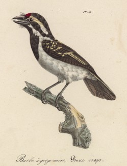 Самый обычный дятел (лист из альбома литографий "Галерея птиц... королевского сада", изданного в Париже в 1822 году)