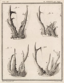 Виды и типы рогов (лист XXXVI иллюстраций к шестому тому знаменитой "Естественной истории" графа де Бюффона, изданному в Париже в 1756 году)