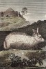 Ангорский кролик. Гравюра конца XVIII столетия из английского издания "Естественной истории" графа де Бюффона