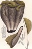 Лисичка, или нейрофиллум булавовидный, Cantharellus clavatus Pers. (лат.). Также известен как "свиное ухо", очень вкусный гриб. Дж.Бресадола, Funghi mangerecci e velenosi, т.II, л.134. Тренто, 1933
