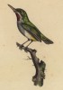 Обыкновенный тоди (Todus viridis (лат.)) (лист из альбома литографий "Галерея птиц... королевского сада", изданного в Париже в 1822 году)
