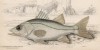 Обыкновенный снук (Centropomus undecimalis (лат.)) (лист 4 XXIX тома "Библиотеки натуралиста" Вильяма Жардина, изданного в Эдинбурге в 1835 году
