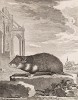 Могучий хомяк XVIII века на фоне французской готики (лист LXXIV иллюстраций к пятому тому знаменитой "Естественной истории" графа де Бюффона, изданному в Париже в 1755 году)