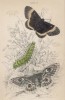 Павлиноглазка малая и дубовый коконопряд (1. Emperor Moth 2. Caterpillar of Do. 3. Oak Egger Moth (англ.)) (лист 17 тома XL "Библиотеки натуралиста" Вильяма Жардина, изданного в Эдинбурге в 1843 году)