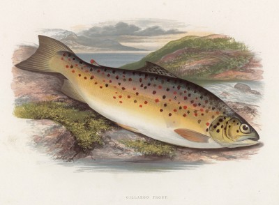 Форель гиллару, обычно питающаяся улитками (иллюстрация к "Пресноводным рыбам Британии" -- одной из красивейших работ 70-х гг. XIX века, выполненных в технике хромолитографии)