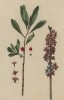 Тимелея обыкновенная (Thymelaea Laureola лат.) -- благородный сорняк (лист 582 "Гербария" Элизабет Блеквелл, изданного в Нюрнберге в 1760 году)