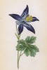 Аквилегия тёмная (Aquilegia atrata (лат.)) (лист 28 известной работы Йозефа Карла Вебера "Растения Альп", изданной в Мюнхене в 1872 году)