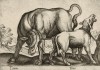Бык и корова (лист из альбома Nova raccolta de li animali piu curiosi del mondo disegnati et intagliati da Antonio Tempesta... Рим. 1651 год)