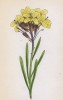 Желтушник левкойный (Erysimum Cheiranthus (лат.)) (лист 54 известной работы Йозефа Карла Вебера "Растения Альп", изданной в Мюнхене в 1872 году)