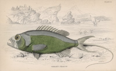 Длиннохвостый морской окунь -- вид химера из тела Cephalopholis и хвоста Fistularia, выдуманный в 1828 году Валиссьеном (Serranus phaeton (лат.)) (лист 19 XXIX тома "Библиотеки натуралиста" Вильяма Жардина, изданного в Эдинбурге в 1835 году