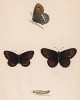 Бабочка чернушка кофейная, или лигея, или коричневый сатир (лат. Papilio Ligea) и ее гусеница. History of British Butterflies Френсиса Морриса. Лондон, 1870, л.22