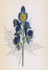 Аконит метельчатый (Aconitum paniculatum (лат.)) (лист 36 известной работы Йозефа Карла Вебера "Растения Альп", изданной в Мюнхене в 1872 году)