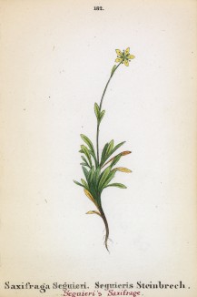 Камнеломка кавказская (Saxifraga Seguieri (лат.)) (лист 182 известной работы Йозефа Карла Вебера "Растения Альп", изданной в Мюнхене в 1872 году)