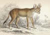Индийская дикая собака (chryseus (лат.)) (лист 3 тома I "Библиотеки натуралиста" Вильяма Жардина, изданного в Эдинбурге в 1842 году)