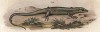 Изумрудный сцинк (Lamprolopis smaragdina (лат.)) (из Naturgeschichte der Amphibien in ihren Sämmtlichen hauptformen. Вена. 1864 год)