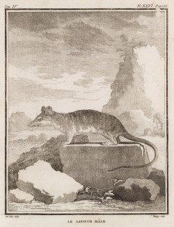 Водяной опоссум, или сумчатая толстохвостая двуутробка (лист XXVI иллюстраций к четвёртому тому знаменитой "Естественной истории" графа де Бюффона, изданному в Париже в 1753 году)