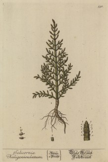 Солерос (Salicornia (лат.)) — растение, не боящееся соли (отлично размножается на солончаках) (лист 598 "Гербария" Элизабет Блеквелл, изданного в Нюрнберге в 1760 году)