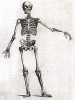 Скелет. Английская гравюра конца XVIII века.