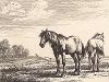 Две лошади. Редкий офорт Жана Шателена по рисункам Дирка Ступа 1651 года. 