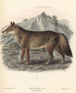Волк обыкновенный (лист I иллюстраций к известной работе Джорджа Миварта "Семейство волчьих". Лондон. 1890 год)