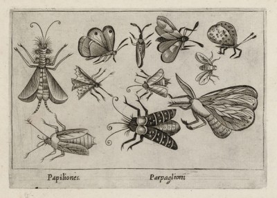 Мотыльки и бабочки (лист из альбома Nova raccolta de li animali piu curiosi del mondo disegnati et intagliati da Antonio Tempesta... Рим. 1651 год)