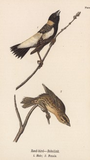 Самец (1) и самка (2) трупиала рисового (Dolichonyx oryzivorus) (лист 26 известной работы Бенджамина Уоррена "Птицы Пенсильвании", иллюстрированной по мотивам оригиналов Джона Одюбона. США. 1890 год)
