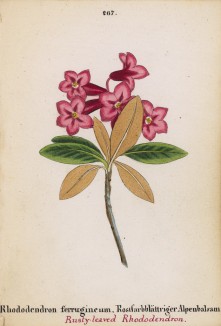 Рододендрон ржавый (Rhododendron ferrgineum (лат.)) (лист 267 известной работы Йозефа Карла Вебера "Растения Альп", изданной в Мюнхене в 1872 году)