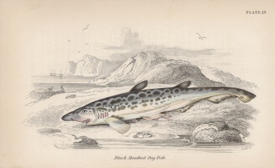 Черноротая кошачья акула (Squalidae melanostomum (лат.)) (лист 23 XXXIII тома "Библиотеки натуралиста" Вильяма Жардина, изданного в Эдинбурге в 1843 году)