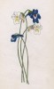 Жирянка альпийская и обыкновенная (многолетние насекомоядные растения) (Pinguicula alpina et vulgaris (лат.)) (лист 329 известной работы Йозефа Карла Вебера "Растения Альп", изданной в Мюнхене в 1872 году)
