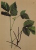 Цветущая костяника -- медонос (Rubus saxatilis (лат.)) (из Atlas der Alpenflora. Дрезден. 1897 год. Том III. Лист 217)