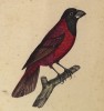 Черноголовый дубонос (лист из альбома литографий "Галерея птиц... королевского сада", изданного в Париже в 1822 году)