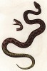 Гадюка Peliаs berus (лат.) (из Naturgeschichte der Amphibien in ihren Sämmtlichen hauptformen. Вена. 1864 год)